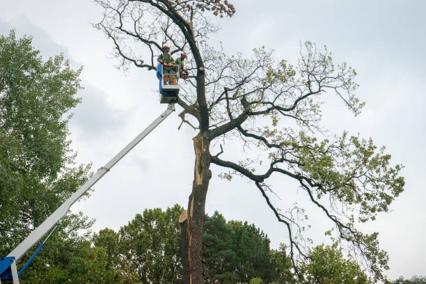 The Steps Involved in Our Tree Care Process in Barrington, NJ